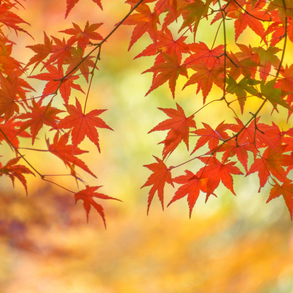 秋到来!?なに食べる?