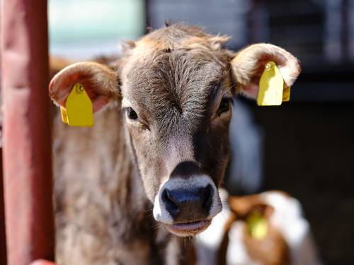 米作りと仙台牛の不思議な関係