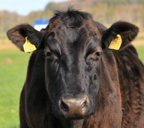 和牛と国産牛って違うの?