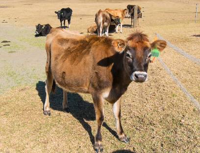 グラスフェッドビーフってなあに?