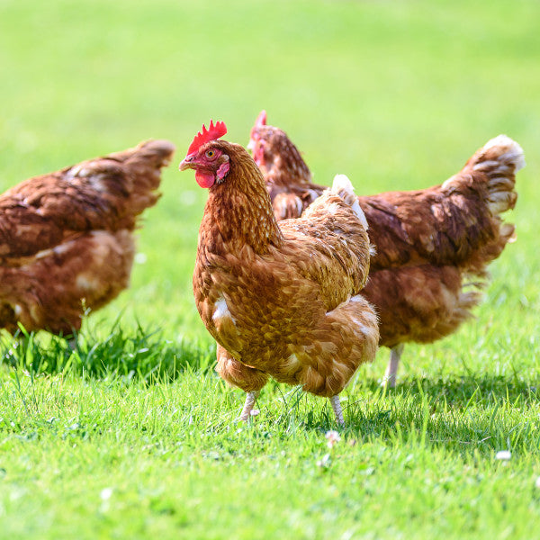 ヨーロッパでトリムネとトリモモどちらが人気?