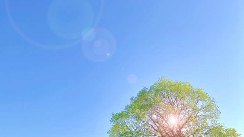 サステイナビリティ お肉じゃないお肉